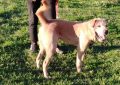 REGALO meticcio sharpei